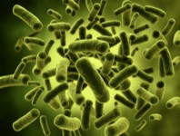 Darstellung von Darmbakterien